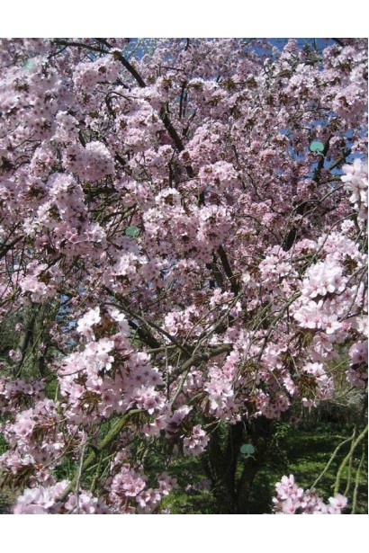 Цвітіння сливи розчепірена