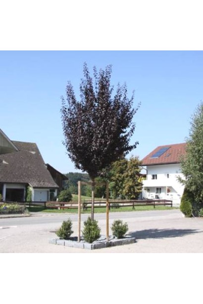 Слива розчепірена Вуді 