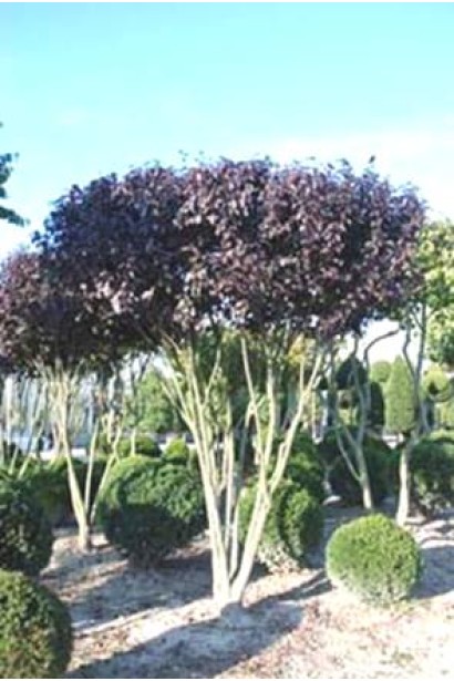 Слива розпластана Вуді – красиве дерево у саду