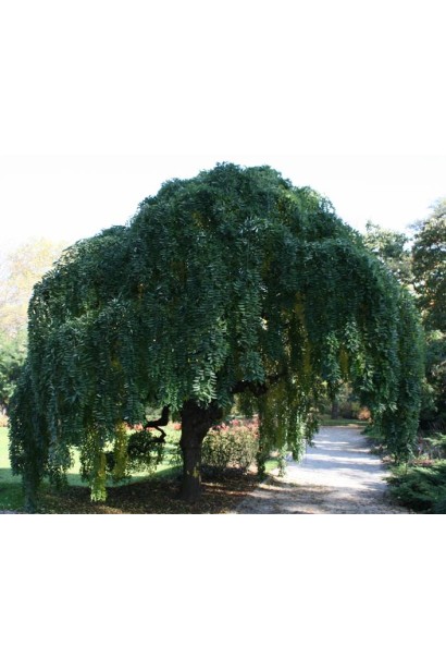 Декоративное дерево Софора с плакучей кроной.