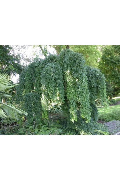 Компактная софора с красочной плакучей формой.