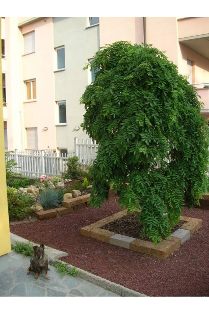 Софора плакучая: изысканная красота для ландшафта.