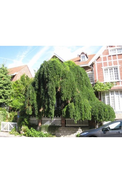 Плакучая софора японская с изящными листьями.