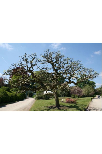 Софора японская плакучая