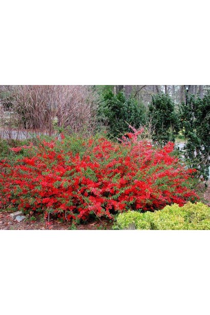 Квітучий кущ Хеномелеса (Лимонник японський) з яскравими квітами в саду.