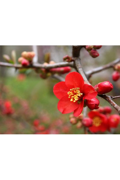 Хеномелес (Айва, лимонник японский) | Хеномелес (Лимонник японський) | Chaenomeles