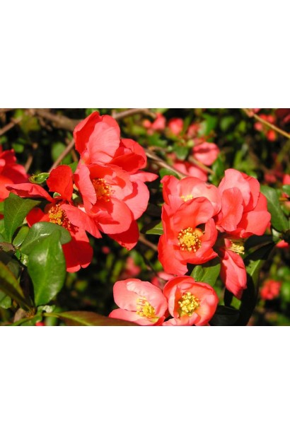 Лимонник японський (Chaenomeles) з квітами, що розцвітають на садовій ділянці.