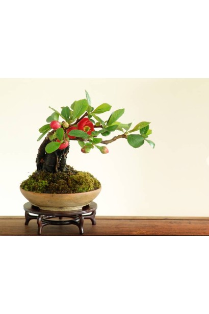 Бонсай Лимонник японський