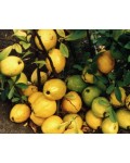 Хеномелес (Айва, лимонник японский) | Хеномелес (Лимонник японський) | Chaenomeles