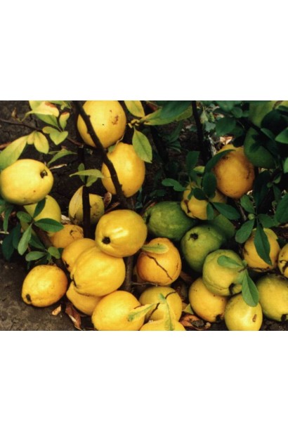 Рослина Хеномелес (Лимонник японський) з апетитними плодами