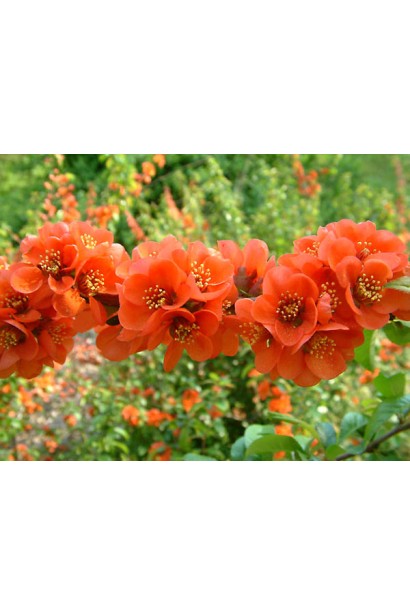 Яскраві квіти Хеномелеса (Лимонника японського) на гілках навесні.