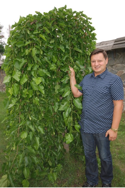 Morus alba Pendula — декоративна плакуча шовковиця для саду.