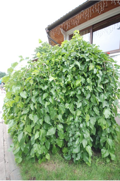 Morus alba Pendula — декоративне дерево з плакучими гілками.