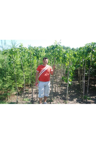 Morus alba Pendula — витончене дерево для альтанки чи тераси.