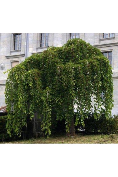 Morus alba Pendula — витончена шовковиця для створення тіні.