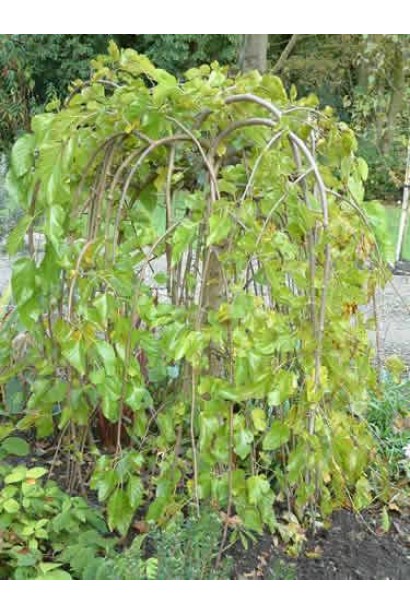 Плакуча шовковиця Пендула — акцентний елемент садового дизайну.