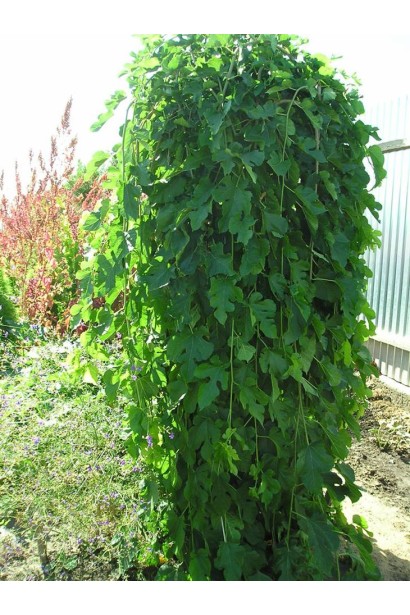 Шовковиця плакуча Пендула з елегантною кроною для ландшафту.