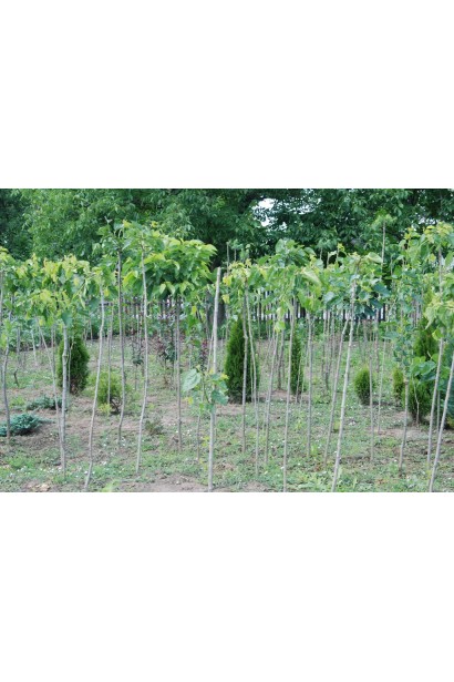 Шовковиця плакуча Пендула для романтичного садового оформлення.