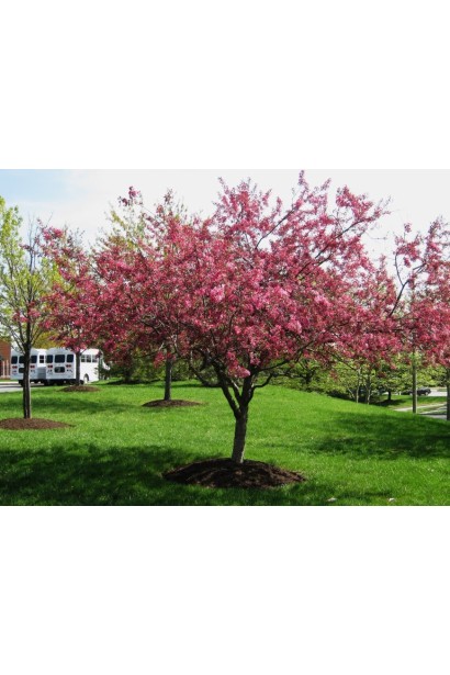 Яблуня Роялті з насичено-червоним листям і квітами.