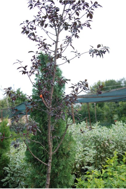 Malus Royalty — декоративне дерево із пурпурним листям