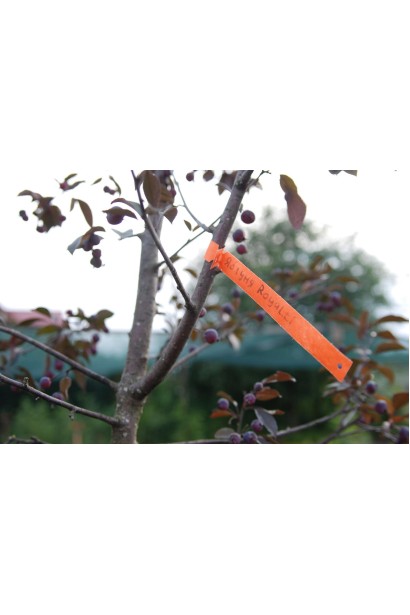 Яблуня червонолиста Роялті