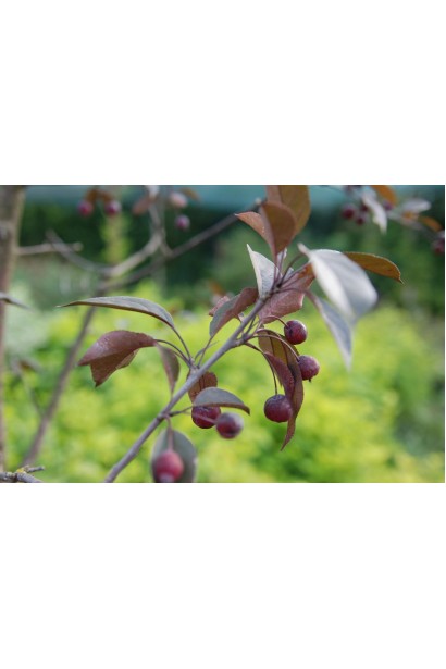 Пурпурні листя яблуні Роялті