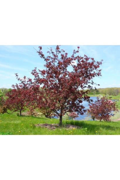 Роялті — яскрава червонолиста яблуня для ландшафту.