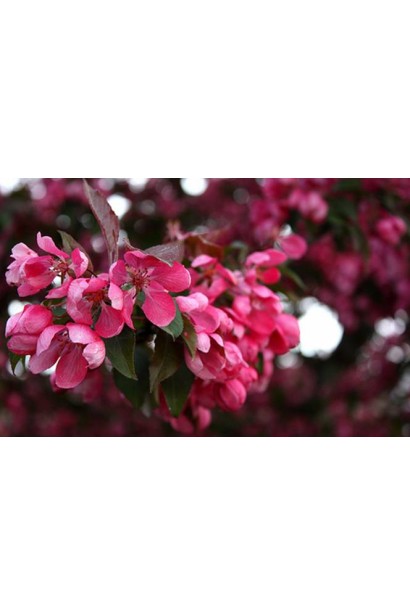 Malus Royalty (crab apple)