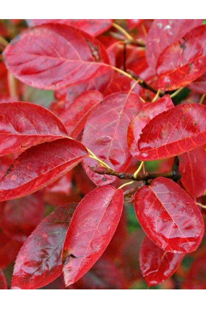 Роялті — яблуня з багряним листям