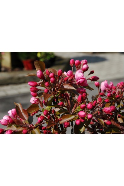 Червонолиста яблуня Роялті з рясним цвітінням навесні.