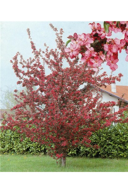 Malus Royalty — декоративне дерево із червоним листям.