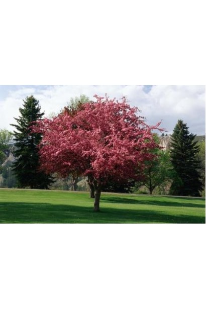 Malus Royalty — декоративне дерево із червоним листям.