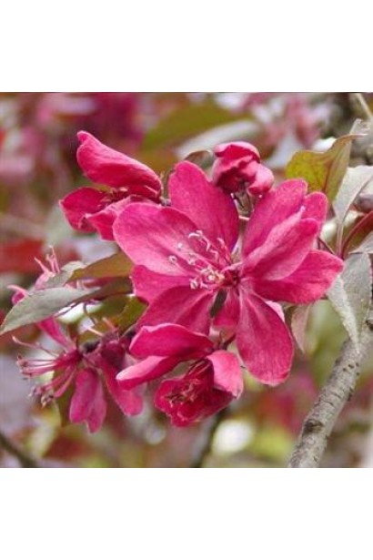 Яблуня Роялті з яскравим цвітінням