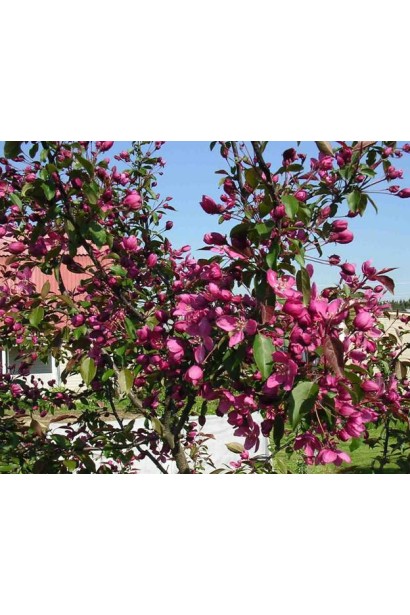 Яблуня Недзвецького з яскраво-червоними плодами і листям.