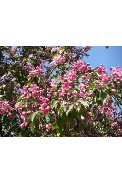 Декоративна яблуня Недзвецького з яскравими квітами.