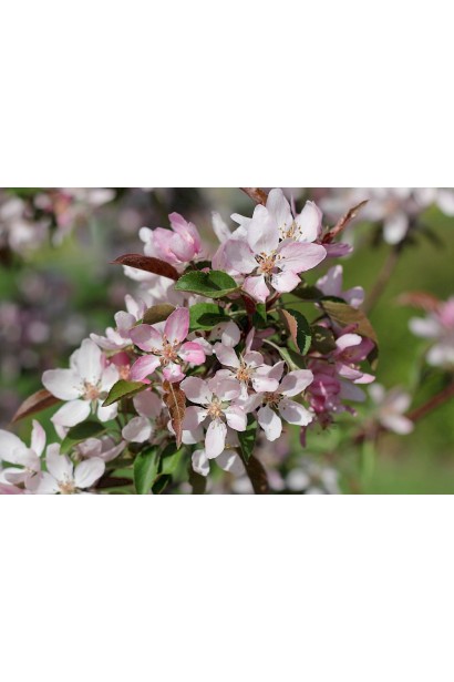 Декоративна яблуня Недзвецького з пурпурним листям.