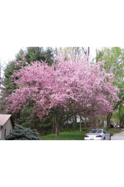 Яблуня Недзвецького для саду з унікальним дизайном.