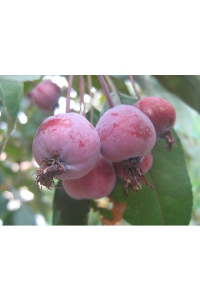 Плоди Яблуні Недзвецького