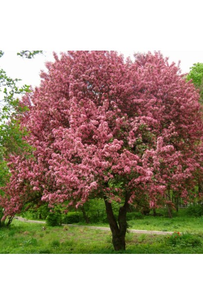 Malus niedzwetzkyana — декоративна яблуня з червоним акцентом.