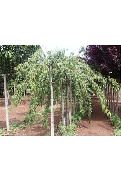 Malus domestica Pendula — ідеальна для створення плакучих форм.