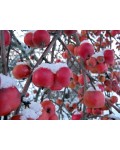Яблуня декоративна Плакуча | Malus domestica Pendula | Яблоня декоративная Плакучая
