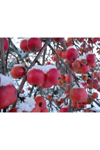 Яблуня декоративна Плакуча - плоди