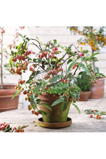 Малус Плакуча Pendula — ідеальне для прикрашання саду.