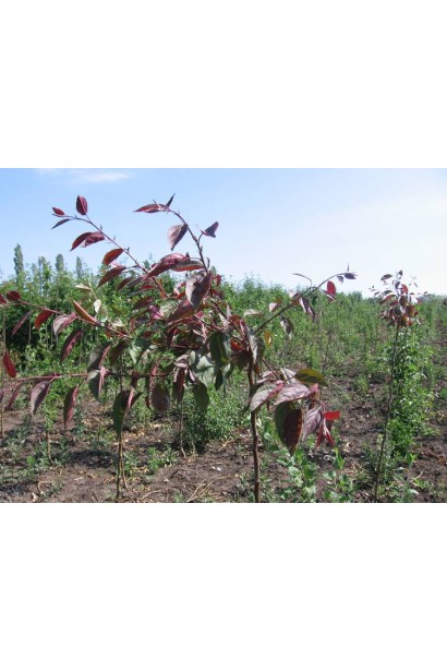 Яблуня декоративна Плакуча 