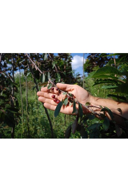 Malus domestica Pendula