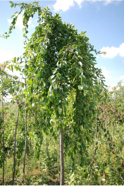Malus Pendula — чудовий вибір для вертикального озеленення.