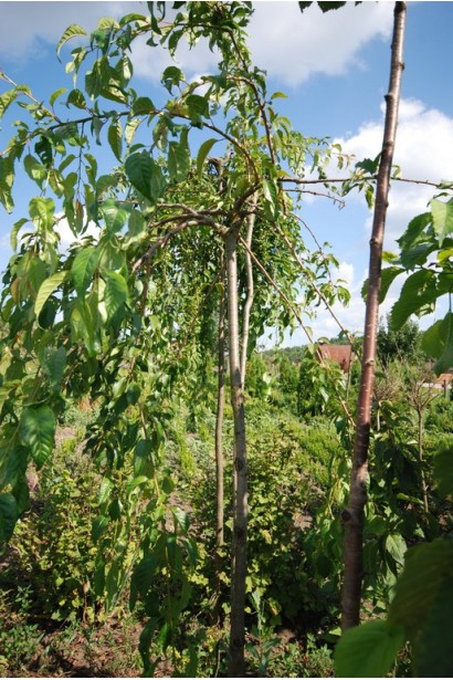Малус Плакуча з гнучкими гілками, що утворюють каскад.