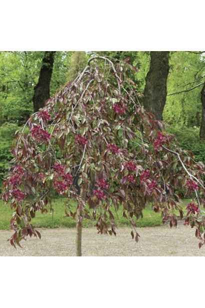 Яблуня Плакуча з витонченими, повислими гілками.