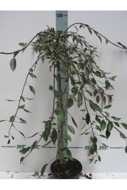 Яблуня декоративна Плакуча для елегантного ландшафту.