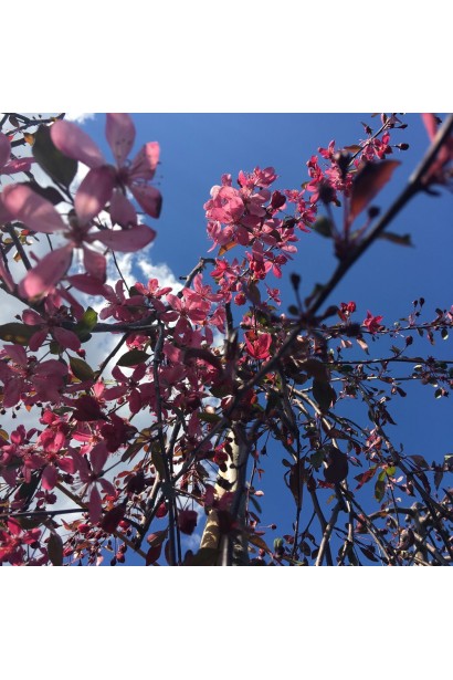 Яблуня декоративна Плакуча - цвітіння